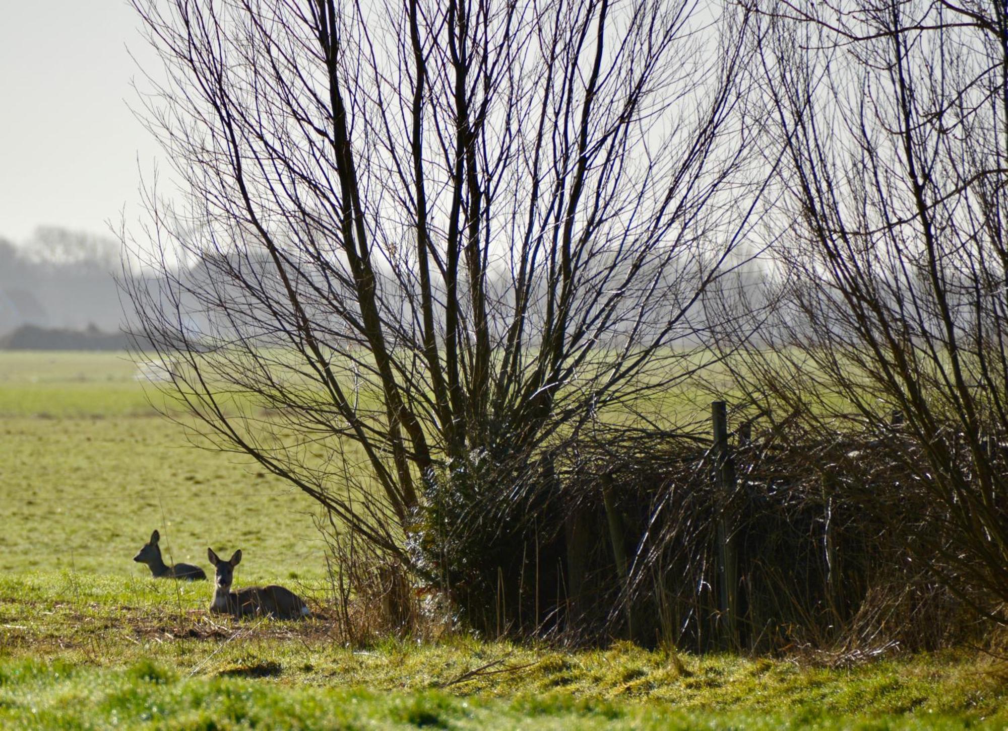 Vakantiehuis Het Voorhuis Op Landgoed Koepeltjesplaats Gaast Esterno foto